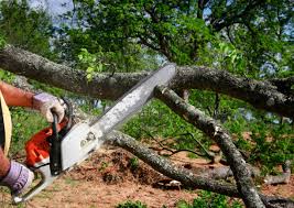 Best Tree Risk Assessment  in Folly Beach, SC