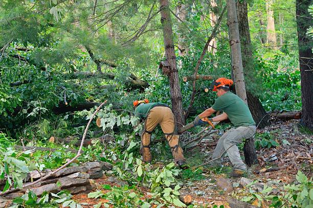 Best Stump Grinding and Removal  in Folly Beach, SC